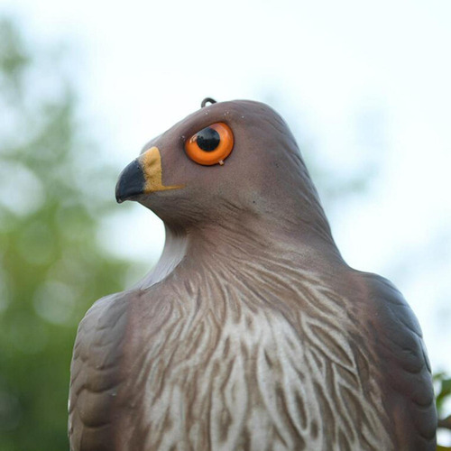 Shaoke Estatua De Águila De Simulación For Jardín,