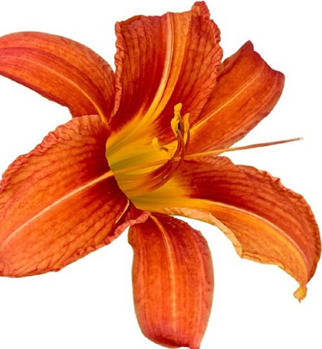 Hemerocallis Naranjas X 5 U. Decojardin Vivero A Tu Medida 