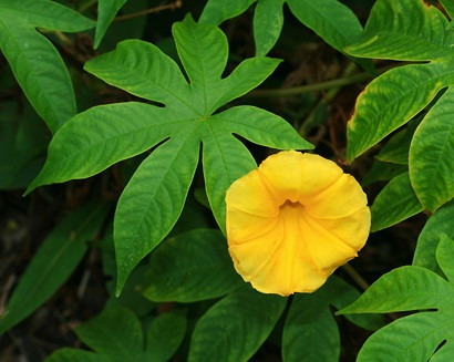 Muda De Rosa De Madeira Hawaiian Woodrose Ipomoea Tuberosa | MercadoLivre