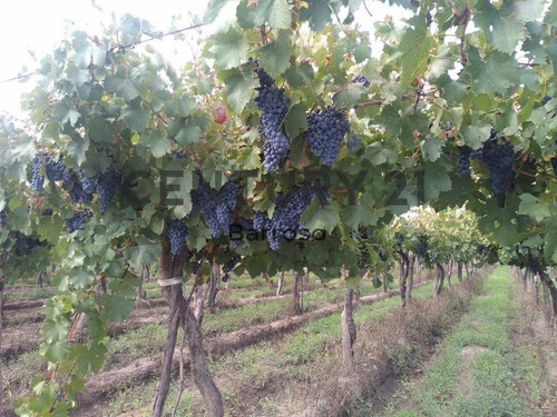 Imagen 5 de 6 de Finca Tupungato