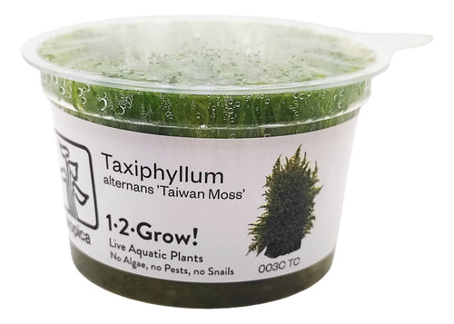Taxiphyllum Alternans Taiwan Moss 003c Tc Musgo Imp. Tropica