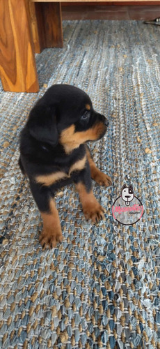 Espectaculares Cachorros Rotweilwer Mascotas Rionegro