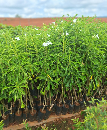 Muda De Jasmin Do Caribe - Floresce O Ano Todo De 70 Á 90cm