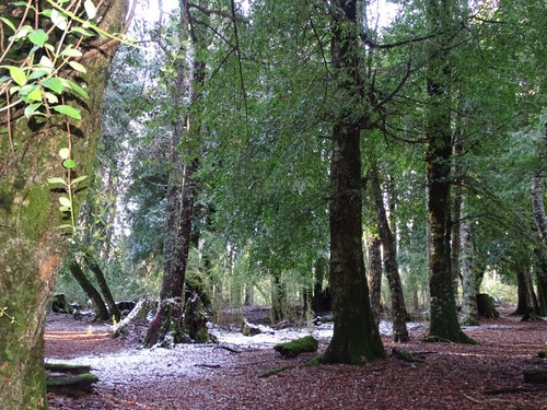 Malalcahuello / Corralco / Bosque Nativo / Rio Cautín
