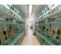 Platy Surtido Promo Hot Sale Mundo Acuatico