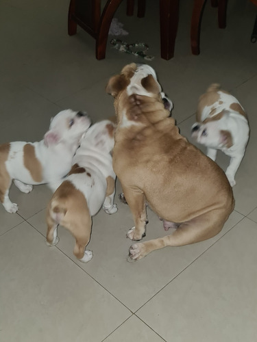 Imagen 4 de 9 de Cachorros De Bulldog Inglés