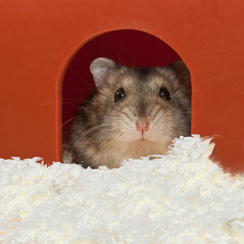 Colchão De Areia Para Animais De Estimação Paper Bedding Rab