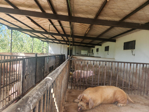 Finca Con Grandes Construcciones De Depositos, Establo ,tambo Y Criadero