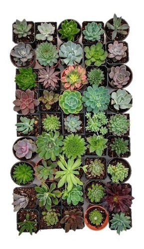 Imagen 3 de 8 de Echeverias 6 Pzas
