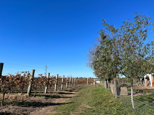 Casa Quinta Con Viñedo Las Piedras