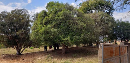Imagem 23 de 27 de Sitio Com 2 Hectares A 4 Km Do Asfalto São João Da Boa Vista 600.000,00 - 33606