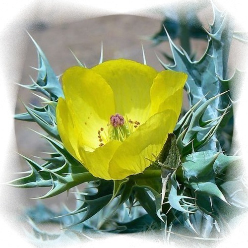 50 Semillas De Chicalote O Cardo Santo (argemone Mexicana)