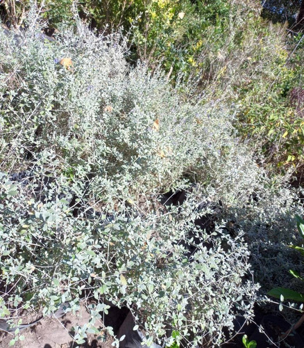 Teucrium Fruticans, Salvia Amarga 10lts