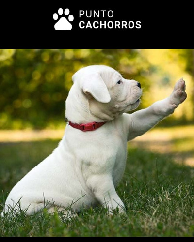 Dogo Argentino 44 Blanco