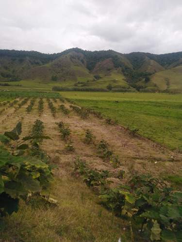 Lote Para Sembrar Y Construir Urrao, Antioquia. Vereda Pavón. Al Borde Del Rio.