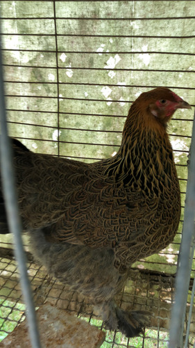 Brahma Perdiz Aperdizado (Usado)