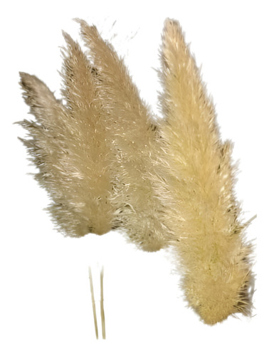 Cortadera De Las Pampas / Pampa Grass / Cola De Zorro