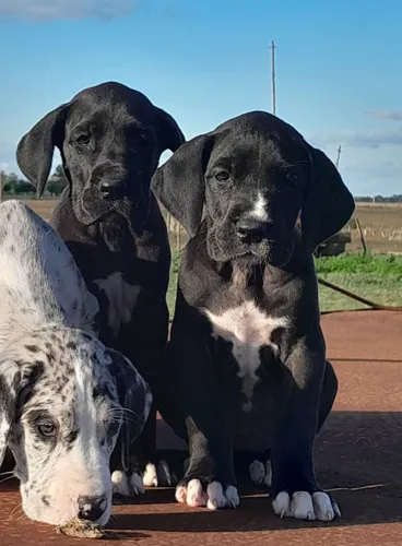 Cachorros Gran Danes Linea Europea Únicos!! Con Pedigree Kcu Negro