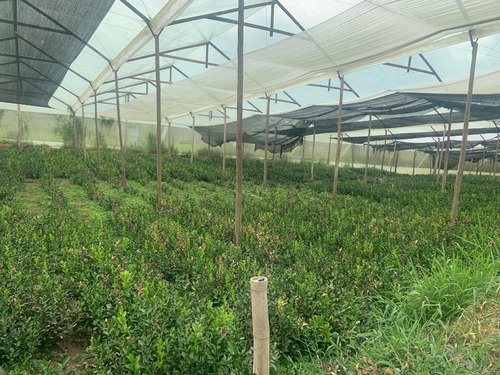 Venta Cultivo Ruscus 50 Mil Plantas 6800 Metros De Invernade