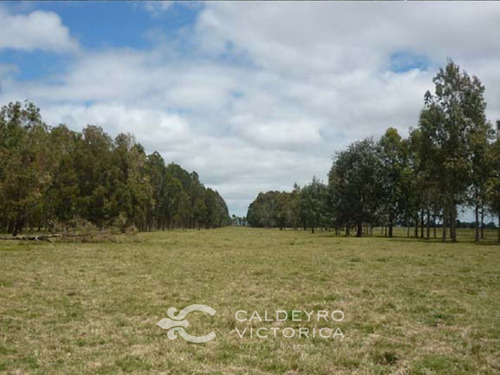 Venta Campo En Rocha 1519 La Pedrera Marítimo Ganadero (ref: Cbr-1233)