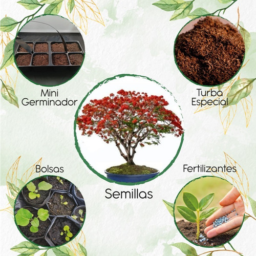 20 Semillas De Bonsái Delonix Regia + Kit De Germinación