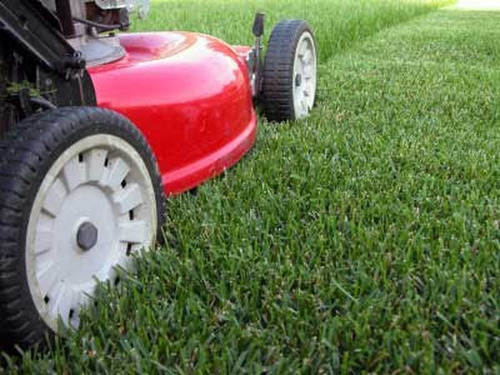Semillas Césped 5 Kg Siempre Verde 4 Estaciones Premium