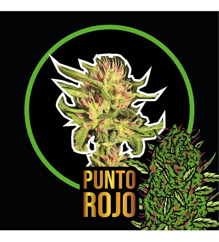 Punto Rojo Fem (2 Semillas)- Delirium Seeds