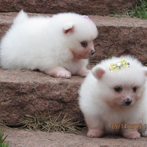 Lulu Da Pomerânia