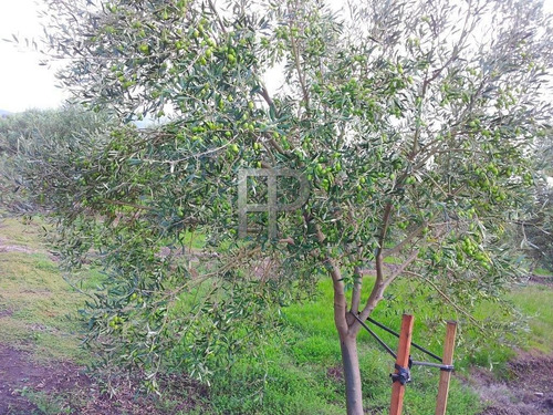 Imagen 5 de 9 de Campo En Venta Pan De Azúcar 60 Hectáreas