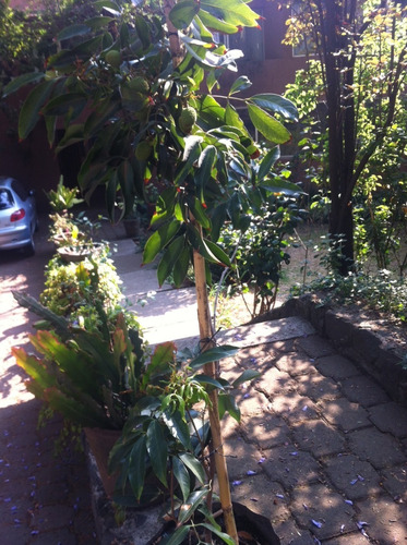 Frutales: Lichis