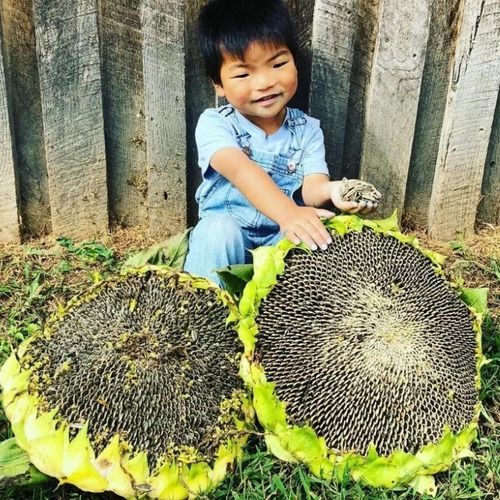 300 Semillas De Girasol Gigante