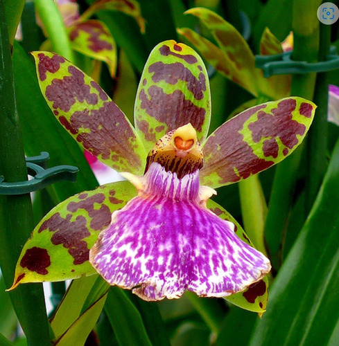 150 Semillas De Orquidea Ada + 1kg De Sustrato