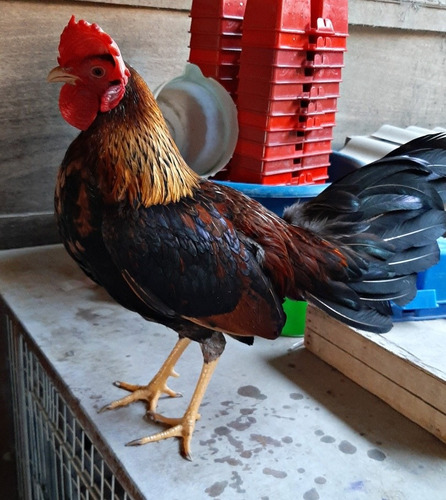 Gallos Finos Piqueros S/500sol