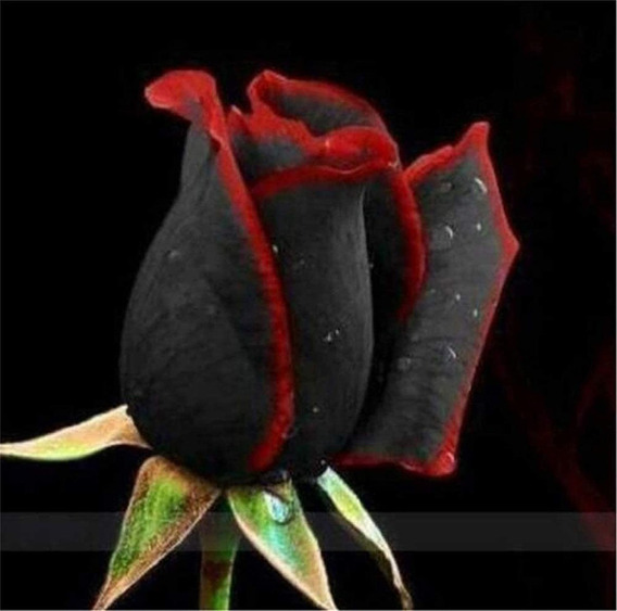 Semilla Rosa Negra Flores | MercadoLibre ?