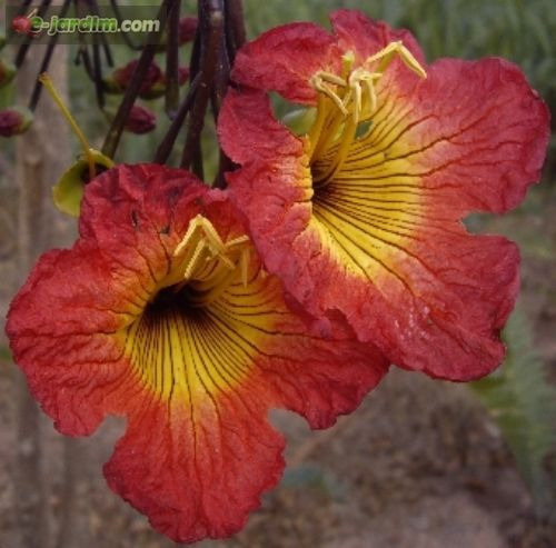 Ipê Vermelho Tulipeira Flor Sementes P Mudas Frete Grátis | Parcelamento  sem juros