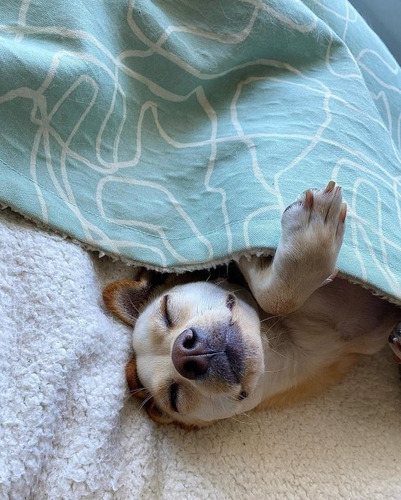 Cama Para Perro Talla Mediana Color Azul Con Forro Interno