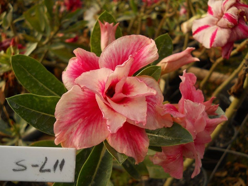 Kit 18 Sementes Rosas Do Deserto Tons Laranjas P Mudas