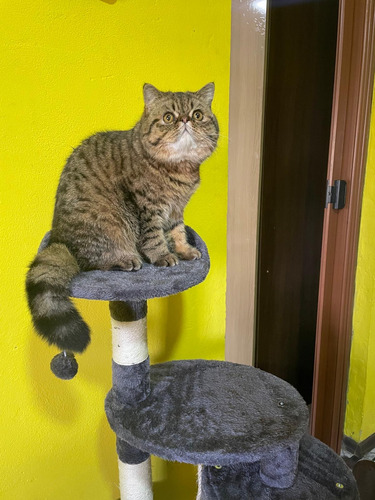 Gato Persa Exótico Para Monta