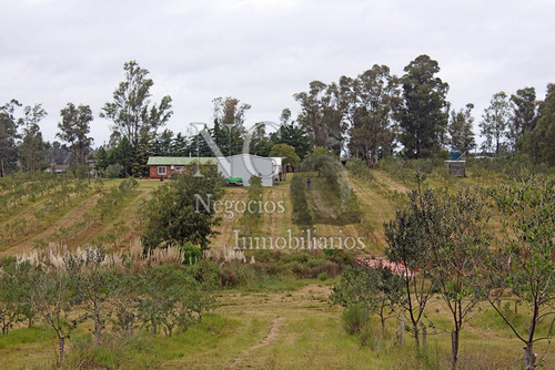 11 Ha. Y Media De Campo Con Olivos En Ruta 8