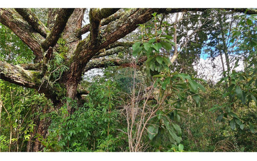 Parcela Con Bosque Nativo En Puerto Varas
