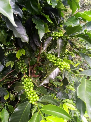 Deja Que El Campo Trabaje Para Ti : Finca En Quipile