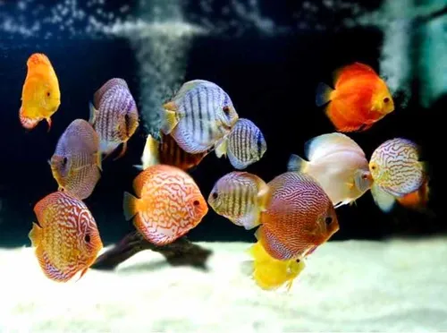 Peces Disco Penang Eruption 4-5cm Genética 1a Puros 100%