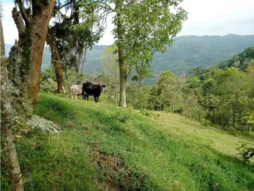 Vendo Finca Reventones Anolaima