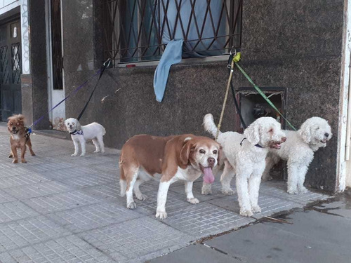 Imagen 3 de 10 de Guardería Y Pensión Canina El Perrito Rojo