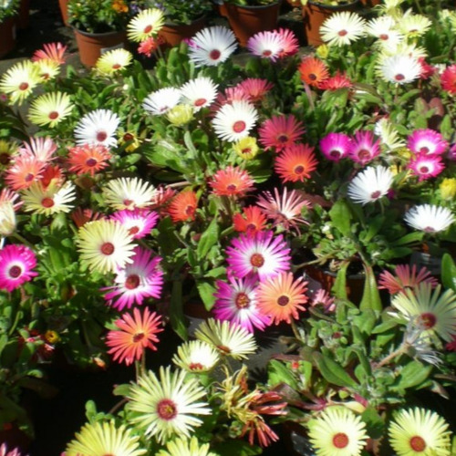 Imagen 2 de 5 de 40 Semillas De Rayito De Sol - Ficoide Mix - Flor Premium