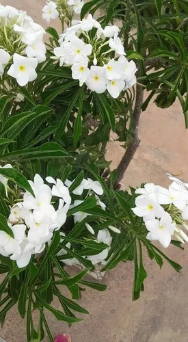 Planta Jasmim Caribe - Buque De Noiva - De 40 A 70cm | Parcelamento sem  juros