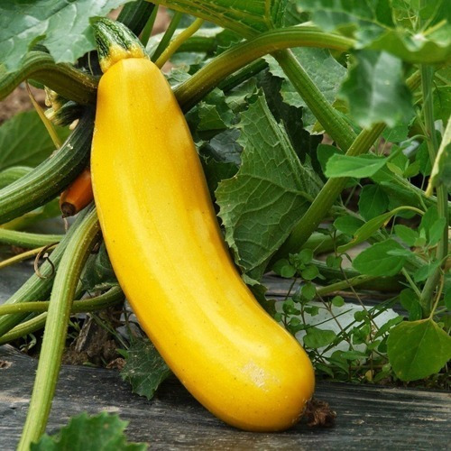 Semillas De Zapallo Zucchini Golden Orgánico