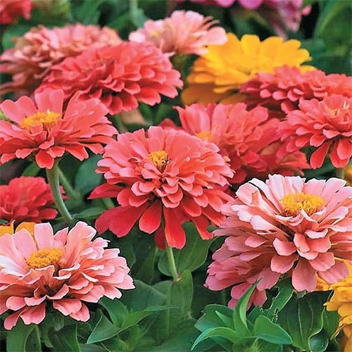 70 Semillas Zinnia Varios Colores