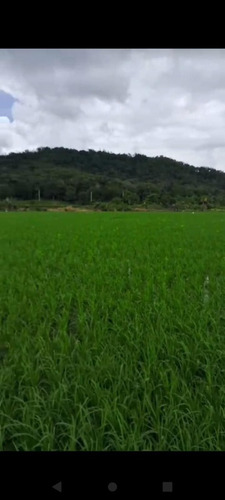 Se Vende Hermosa Finca De Arroz En Bonao