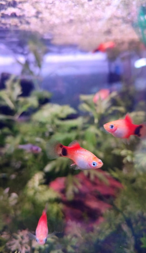 Pez Platy Surtido